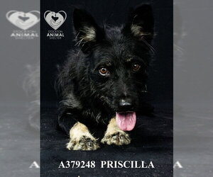 German Shepherd Dog Dogs for adoption in Stockton, CA, USA