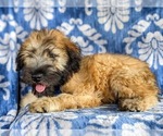 Small #3 Soft Coated Wheaten Terrier