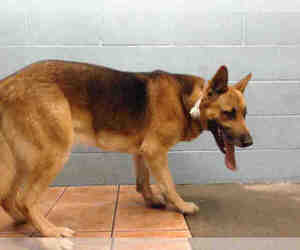 German Shepherd Dog Dogs for adoption in Downey, CA, USA
