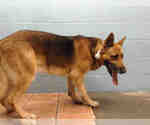 Small German Shepherd Dog