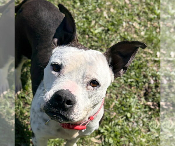 Medium Photo #9 Mutt Puppy For Sale in Jefferson, WI, USA