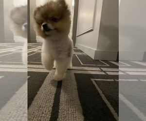 Miniature Spitz Puppy for sale in ATL, GA, USA