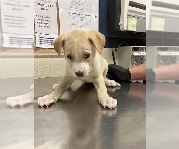 Medium Photo #1 Mutt Puppy For Sale in Conroe, TX, USA
