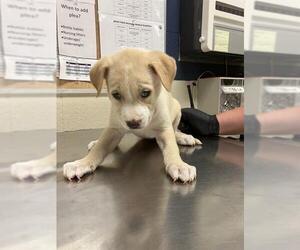 Mutt Dogs for adoption in Conroe, TX, USA