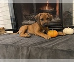 Small #24 Rhodesian Ridgeback