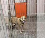 Small Staffordshire Bull Terrier Mix