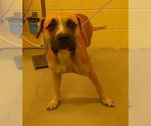 Black Mouth Cur-Unknown Mix Dogs for adoption in Sanford, FL, USA