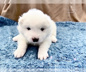Samoyed Puppy for sale in FORNEY, TX, USA