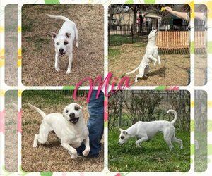 Mutt Dogs for adoption in Cleburne, TX, USA