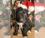 Small Photo #22 F2 Aussiedoodle Puppy For Sale in ARBA, IN, USA