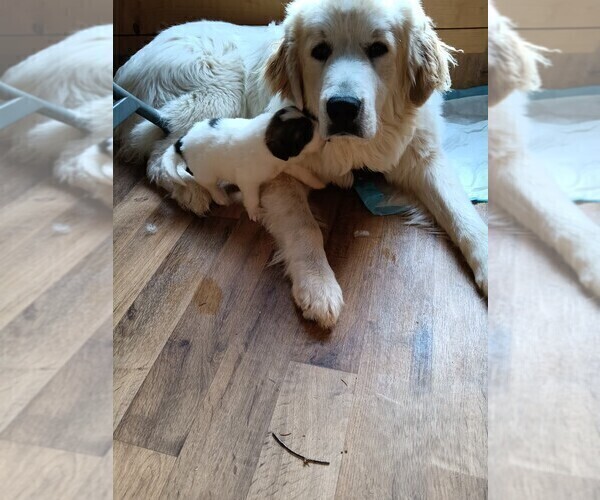 Medium Photo #6 Great Pyrenees Puppy For Sale in BANCROFT, WI, USA