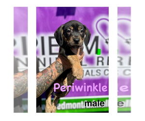 Mutt Dogs for adoption in Mooresville, NC, USA