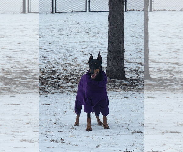 Medium Photo #7 Doberman Pinscher Puppy For Sale in Buffalo, MN, USA
