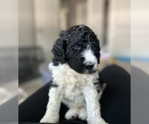 Goldendoodle Puppy for sale in VANCOUVER, WA, USA