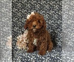 Small Photo #5 Cavapoo Puppy For Sale in NOTTINGHAM, PA, USA