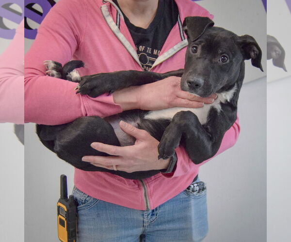 Medium Photo #6 American Staffordshire Terrier-Unknown Mix Puppy For Sale in Huntley, IL, USA