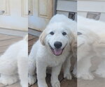 Small Great Pyrenees
