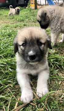 Medium Photo #1 Anatolian Shepherd-Great Pyrenees Mix Puppy For Sale in ROBSTOWN, TX, USA