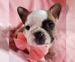 Small Photo #4 French Bulldog Puppy For Sale in W LINN, OR, USA