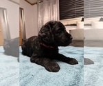 Small Photo #4 Schnauzer (Giant) Puppy For Sale in BAXLEY, GA, USA