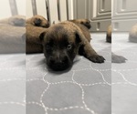 Small Photo #152 Belgian Malinois Puppy For Sale in REESEVILLE, WI, USA
