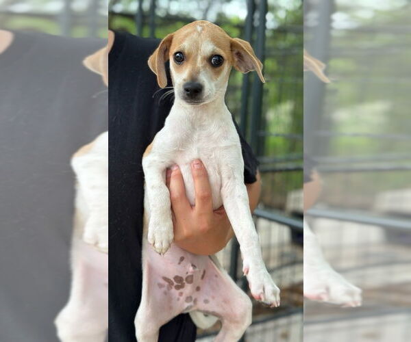 Medium Photo #1 Mutt Puppy For Sale in Oak Bluffs, MA, USA