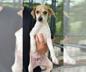 Mutt Dogs for adoption in Oak Bluffs, MA, USA
