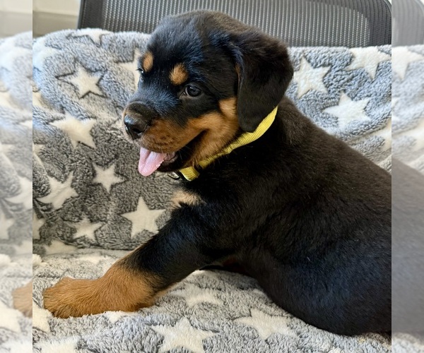 Medium Photo #6 Rottweiler Puppy For Sale in BRIGHTON, CO, USA