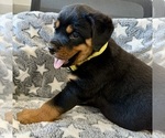 Small #5 Rottweiler