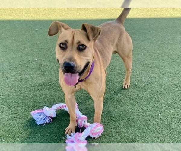 Medium Photo #2 American Pit Bull Terrier Puppy For Sale in Martinez, CA, USA