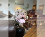 Small #5 Bulldog Mix