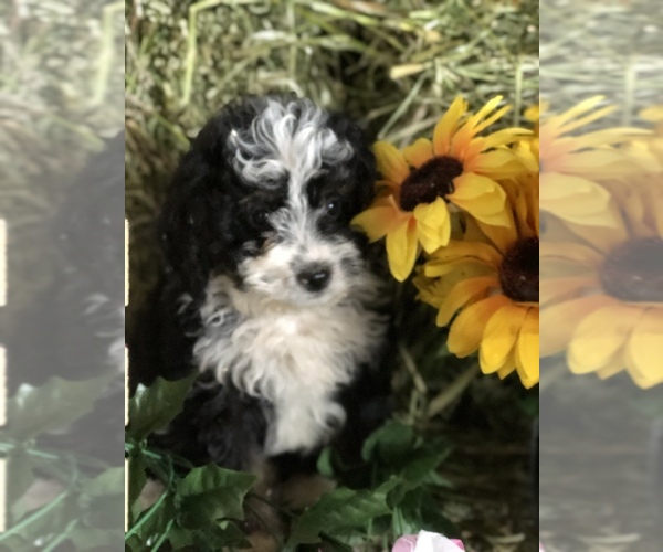 Medium Photo #4 Miniature Bernedoodle Puppy For Sale in LEO, IN, USA