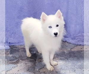 Siberian Husky Puppy for sale in SANDY HOOK, KY, USA