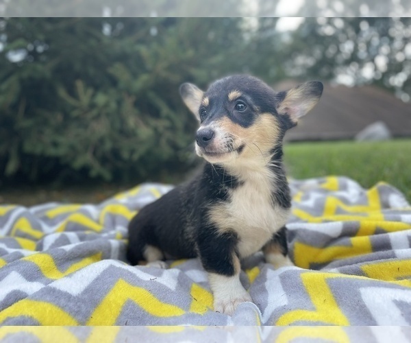 Medium Photo #1 Pembroke Welsh Corgi Puppy For Sale in SPRINGFIELD, MO, USA