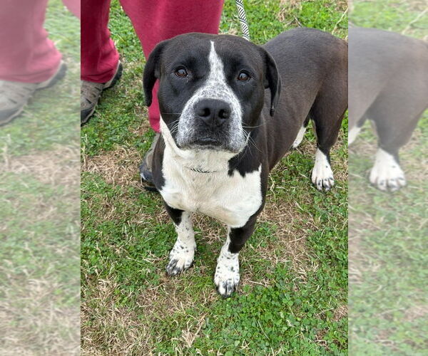 Medium Photo #1 Mutt Puppy For Sale in Abbeville, LA, USA