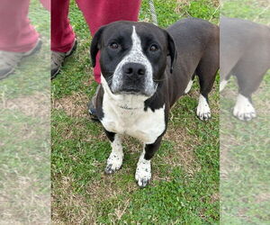 Mutt Dogs for adoption in Abbeville, LA, USA