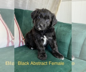 Aussiedoodle Miniature  Puppy for sale in PURDON, TX, USA