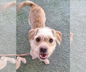 Mutt Dogs for adoption in Woodland, CA, USA