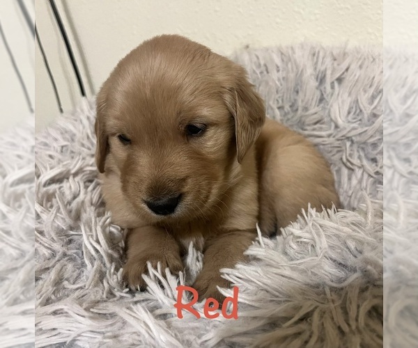 Medium Photo #2 Golden Retriever Puppy For Sale in MERIDIAN, ID, USA