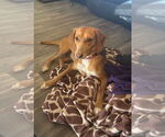 Small #3 Redbone Coonhound