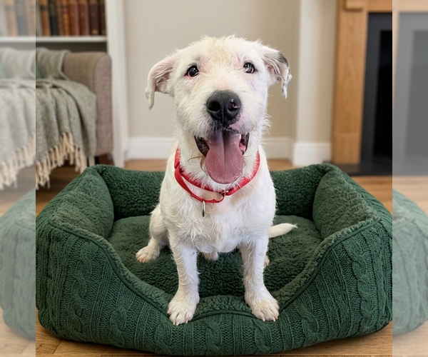 Medium Photo #7 Mutt Puppy For Sale in Vail, AZ, USA