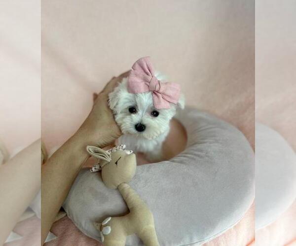 Medium Photo #4 Maltese Puppy For Sale in MIAMI BEACH, FL, USA