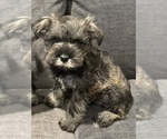 Puppy Female Schnauzer (Miniature)