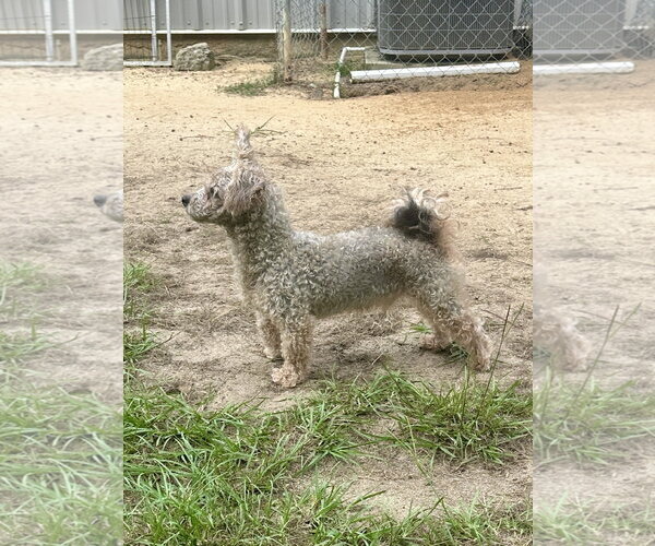 Medium Photo #9 Poodle (Miniature)-Unknown Mix Puppy For Sale in Eastman, GA, USA