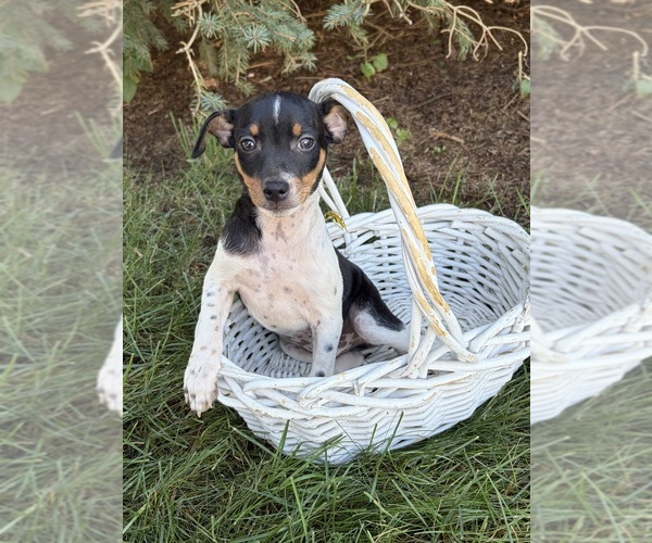 Medium Photo #2 Rat Terrier Puppy For Sale in MIDDLEBURY, IN, USA