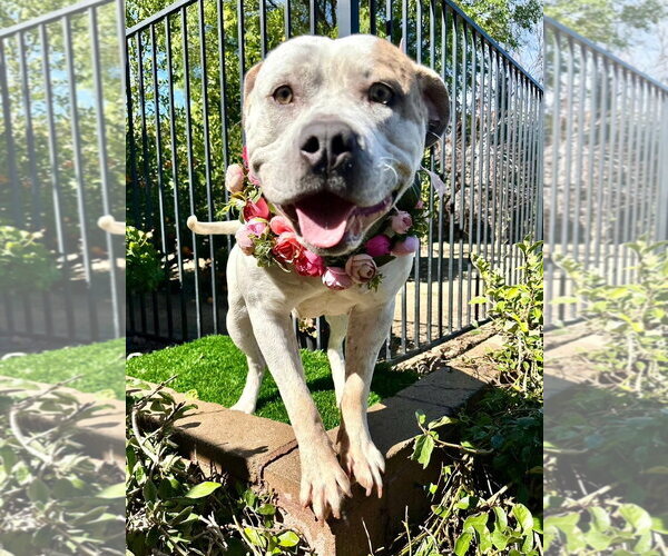 Medium Photo #8 American Bulldog-Unknown Mix Puppy For Sale in Redlands, CA, USA