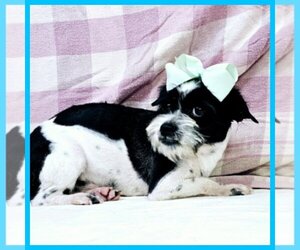 Pug-Shih Tzu Mix Dog for Adoption in TAYLOR, Texas USA