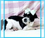 Small Pug-Shih Tzu Mix