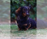 Small Photo #1 Dachshund Puppy For Sale in ALICE, TX, USA