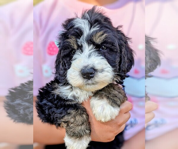 Medium Photo #1 Miniature Bernedoodle Puppy For Sale in SACRAMENTO, CA, USA
